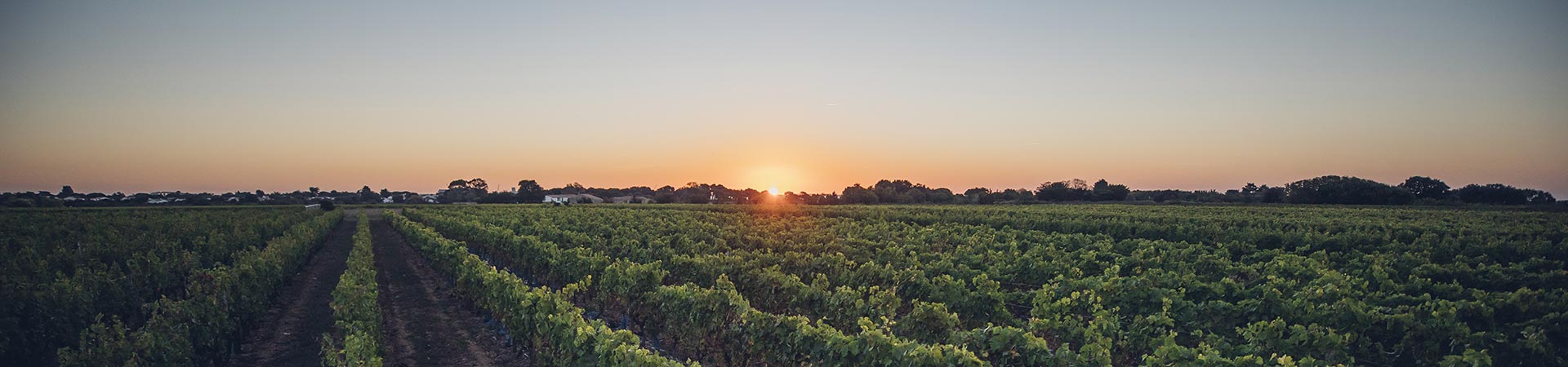 histoire vignoble île de Ré Charente Maritime france