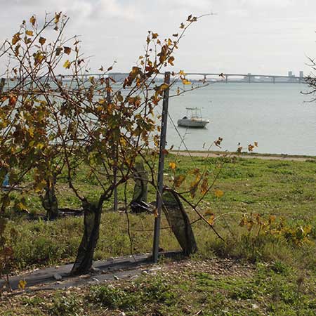 Cave coopérative vinicole de l'île de Ré