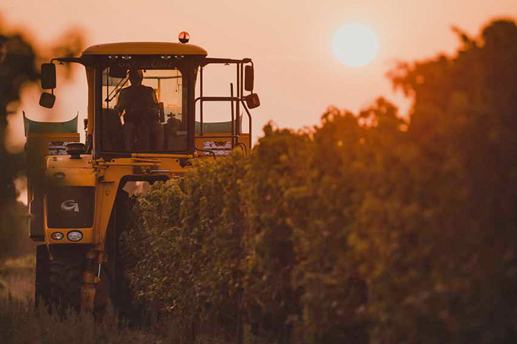 les vendanges 2021 | LES VIGNERONS DE L'ÎLE DE RÉ 