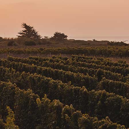 Cave coopérative vinicole de l'île de Ré