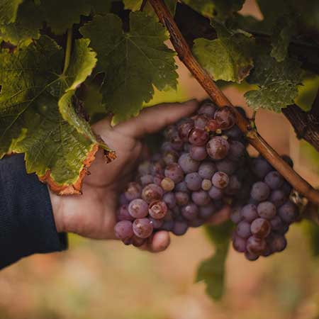 Cave coopérative vinicole de l'île de Ré