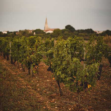 Cave coopérative vinicole de l'île de Ré
