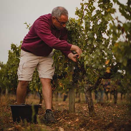 Cave coopérative vinicole de l'île de Ré
