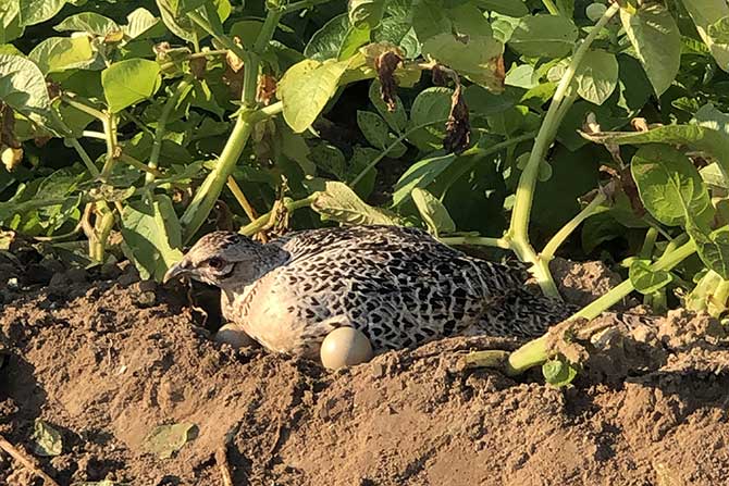 visuel newsletter juin 2025 cave coopérative île de Ré vin pineaux cognacs