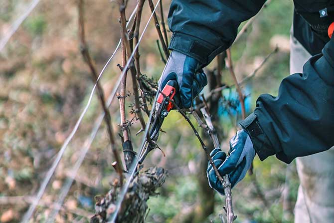 visuel newsletter novembre 2024 cave coopérative île de Ré vin pineaux cognacs