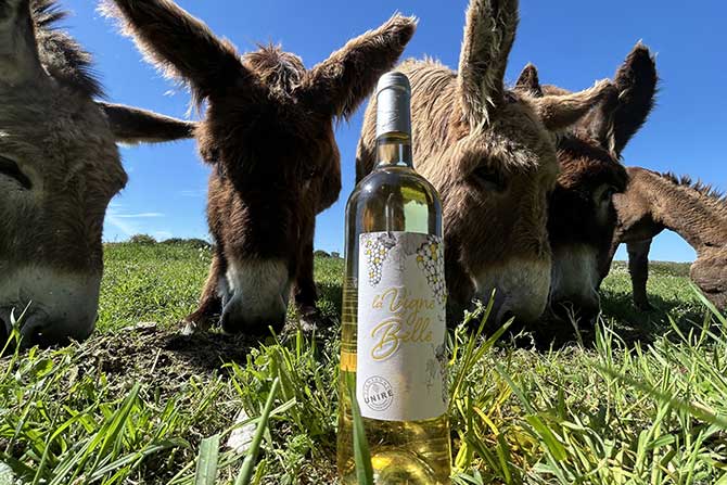 visuel newsletter mai 2025 cave coopérative île de Ré vin pineaux cognacs