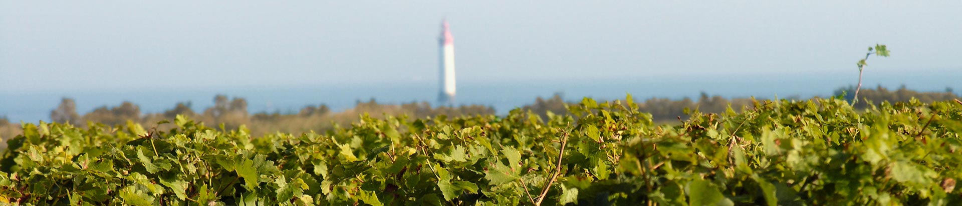 vignoble de l'île de Ré en Charente Maritime