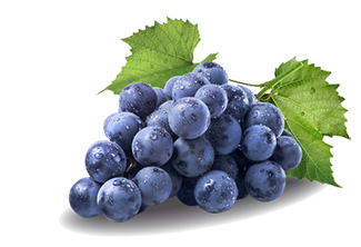 terroir vignoble île de Ré