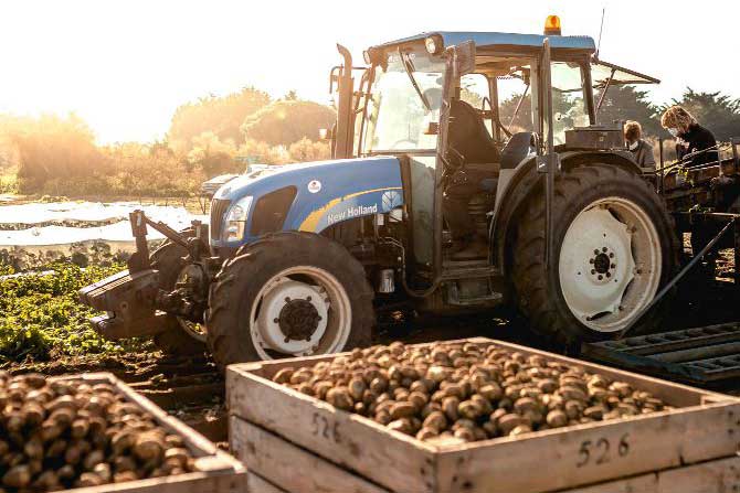 visuel newsletter avril 2023 cave coopérative île de Ré vin pineaux cognacs