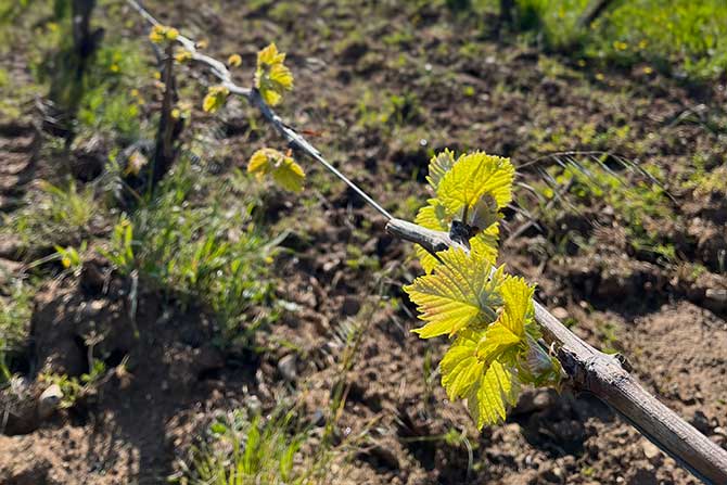 visuel newsletter juin 2023 cave coopérative île de Ré vin pineaux cognacs
