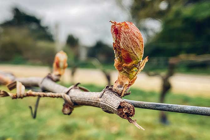 visuel newsletter mai 2023 cave coopérative île de Ré vin pineaux cognacs