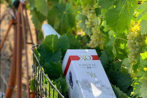 visuel newsletter septembre 2022 cave coopérative île de Ré vin pineaux cognacs