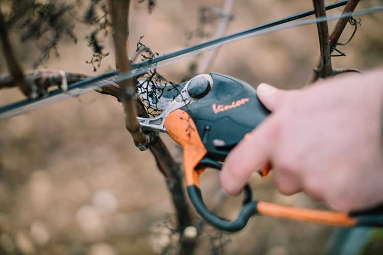 visuel newsletter janvier 2023 cave coopérative île de Ré vin pineaux cognacs