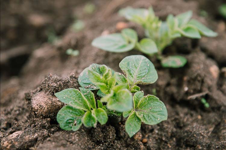 visuel newsletter avril 2022 cave coopérative île de Ré vin pineaux cognacs