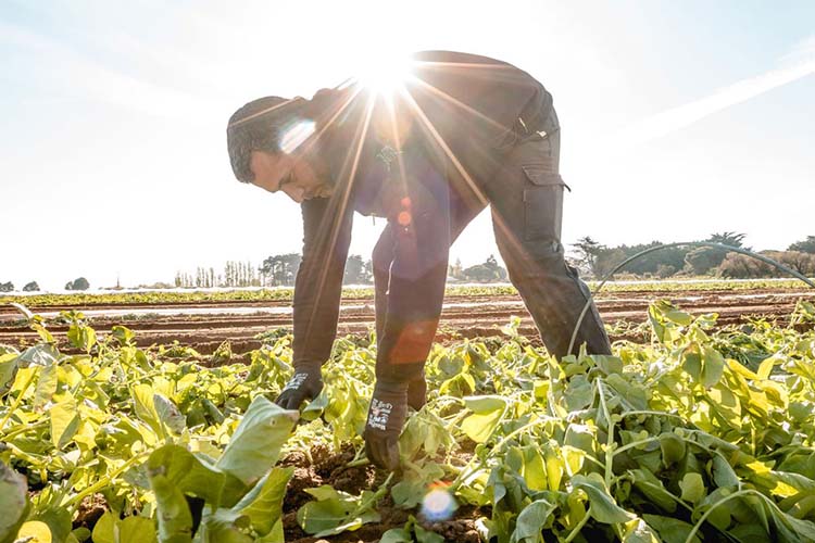 visuel newsletter Juillet 2022 cave coopérative île de Ré vin pineaux cognacs