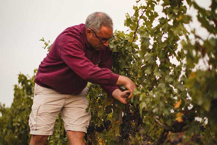 visuel newsletter octobre 2022 cave coopérative île de Ré vin pineaux cognacs