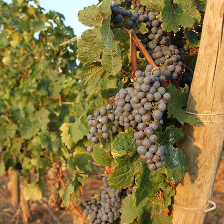 Cave coopérative vinicole de l'île de Ré